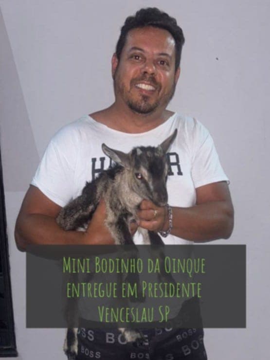 Mini bode entregue em Presidente Venceslau SP