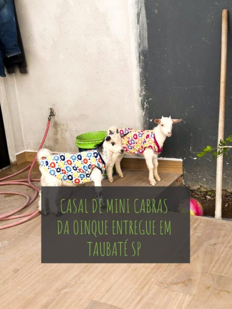 Casal de mini caprinos entregue em Taubaté SP