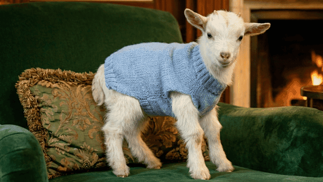 Mini Cabras como Pet de Luxo: