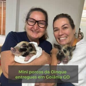Casal de mini porcos entregue em Goiânia GO
