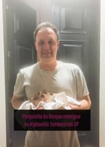 Porquinha miniatura entregue no Alphaville Tamboré II SP