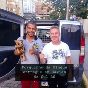 Micro pig entregue em Caxias do Sul RS