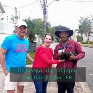Mini porco entregue em Curitiba PR