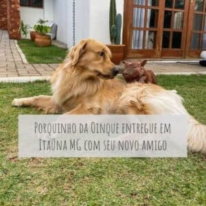 Porquinho com Golden Retriever em Itaúna MG