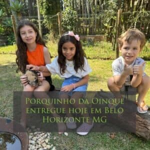 Porquinho entregue em Belo Horizonte MG
