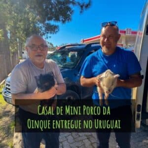 Casal de mini porco entregue no Uruguai