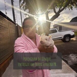 Porquinha entregue em Prado Ferreira PR