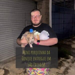 Mini pig entregue em São Paulo SP