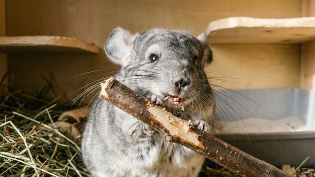 O Desgaste Dentário das Chinchilas:O que é e como fazer?