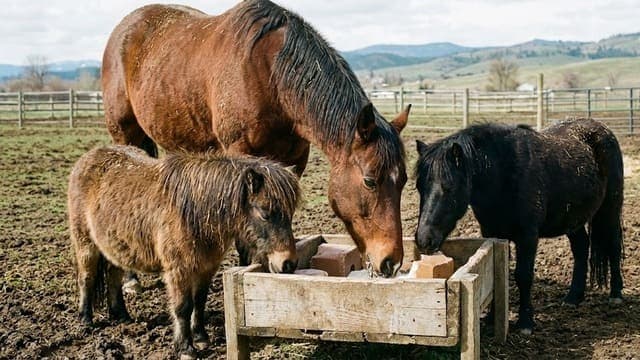 Pode dar sal todo dia para cavalo?O guia definitivo sobre suplementação mineral
