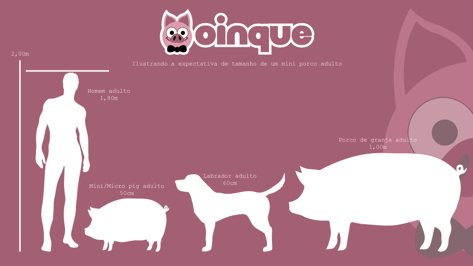 infográfico comparativo tamanho do mini porco adulto