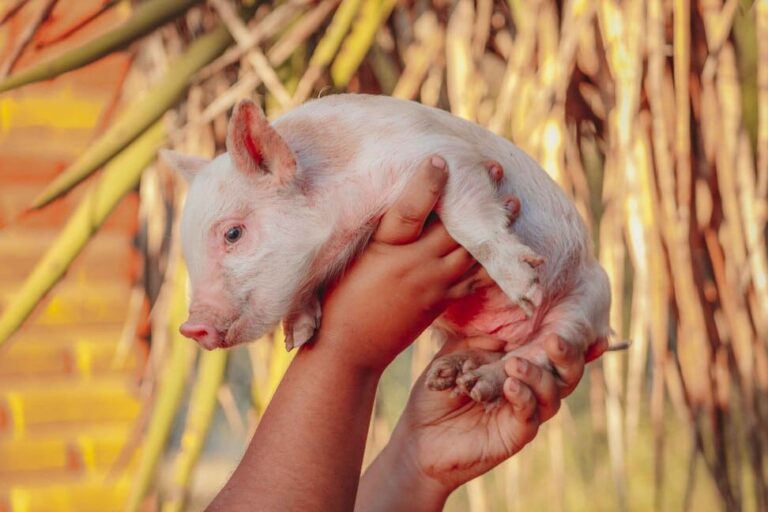 Mini porca rosada segurada pelas mãos da criadora