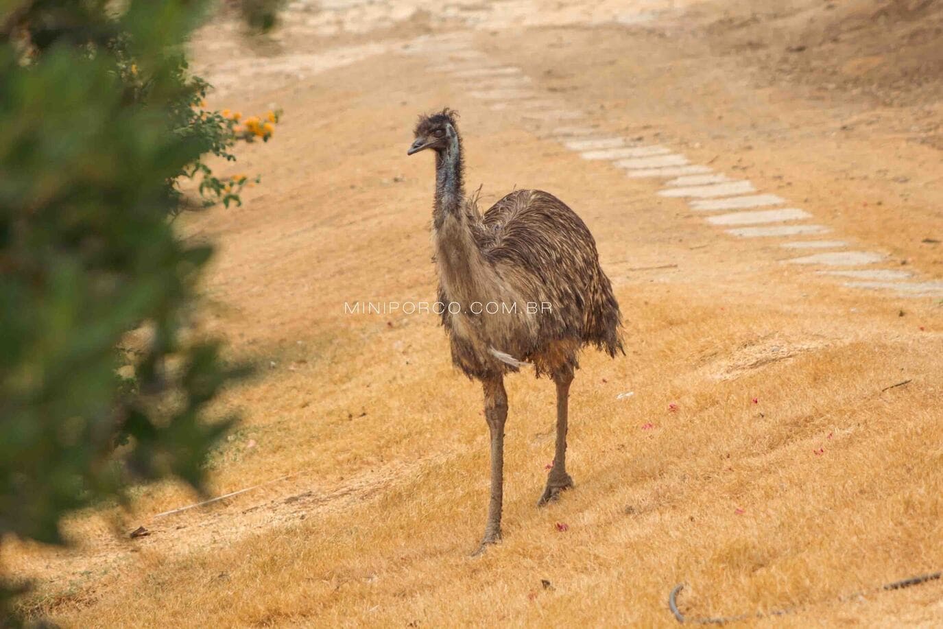 Emu Australiano caminhando pelo jardim