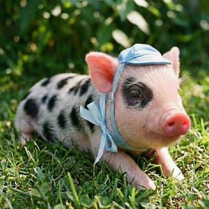 Mini porco malhado com bonézinho azul deitado no jardim