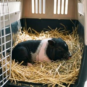 Mini pig preto deitado em caixa de transporte
