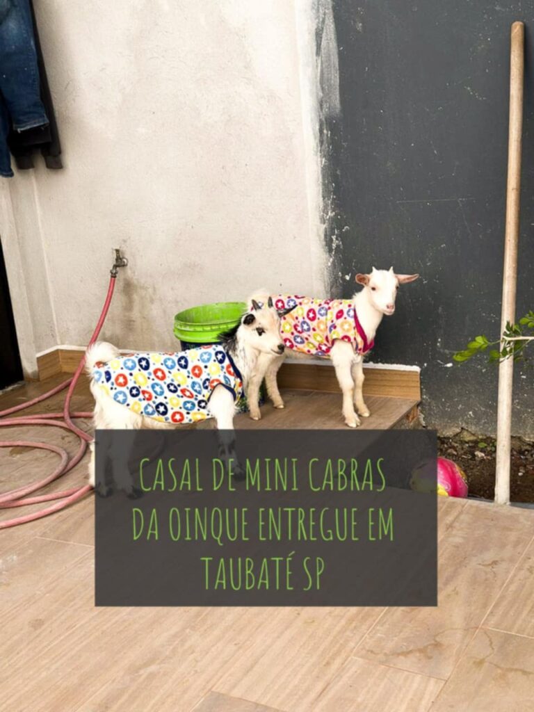 Casal de mini caprinos entregue em Taubaté SP