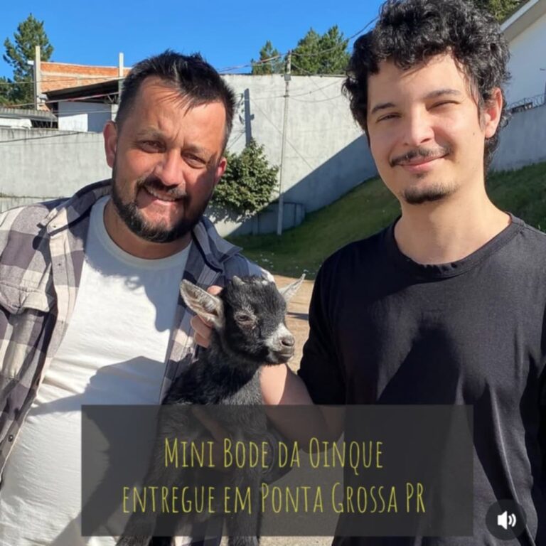 Mini cabrito entregue em Ponta Grossa PR