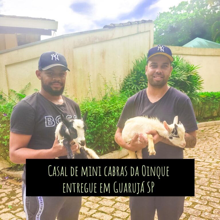 Casal de mini cabras entregue no Guarujá SP