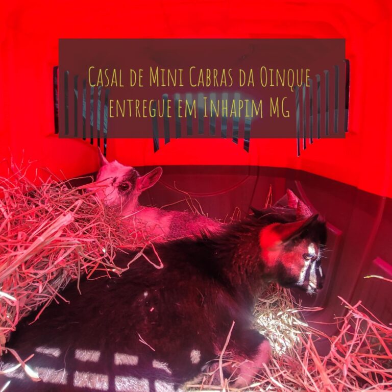 Casal de mini caprinos entregue em Inhapim MG