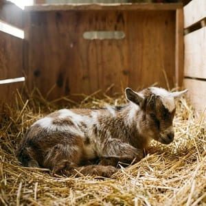 Mini cabrito sobre feno em caixa de transporte