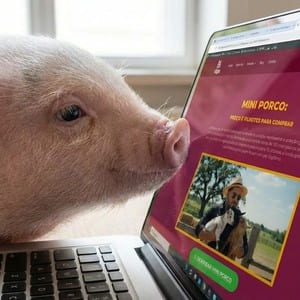 Porquinho fuçando tela de notebook