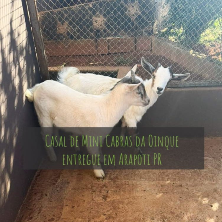 Casal de mini caprinos entregue em Arapoti PR
