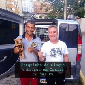 Micro pig entregue em Caxias do Sul RS