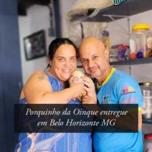 Mini porquinho entregue em Belo Horizonte MG