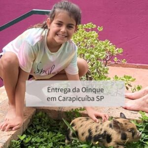 Mini porquinha entregue em Carapicuíba SP