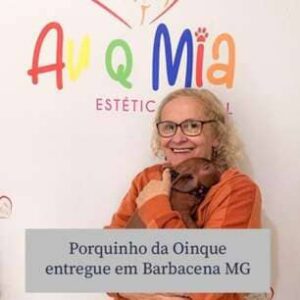 Micro pig entregue em Barbacena MG