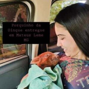 Porquinho entregue em Mateus Leme MG