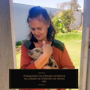 Micro pig entregue em Fortuna MG