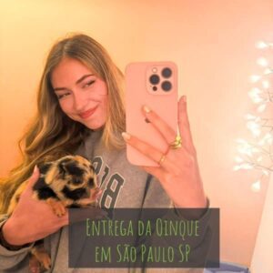 Mini pig entregue em São Paulo SP