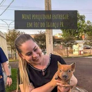 Porquinha entregue em Foz do Iguaçu PR