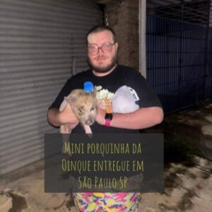 Mini pig entregue em São Paulo SP