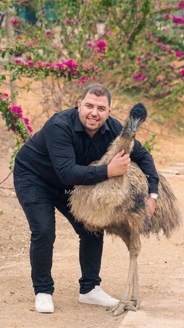 Criador ao lado de emu australiano adulto